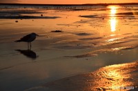 /album/photo-gallery-silhouette/%e7%b4%85%e3%81%ae%e3%82%ab%e3%83%a2%e3%83%a1-%285%29-jpg/